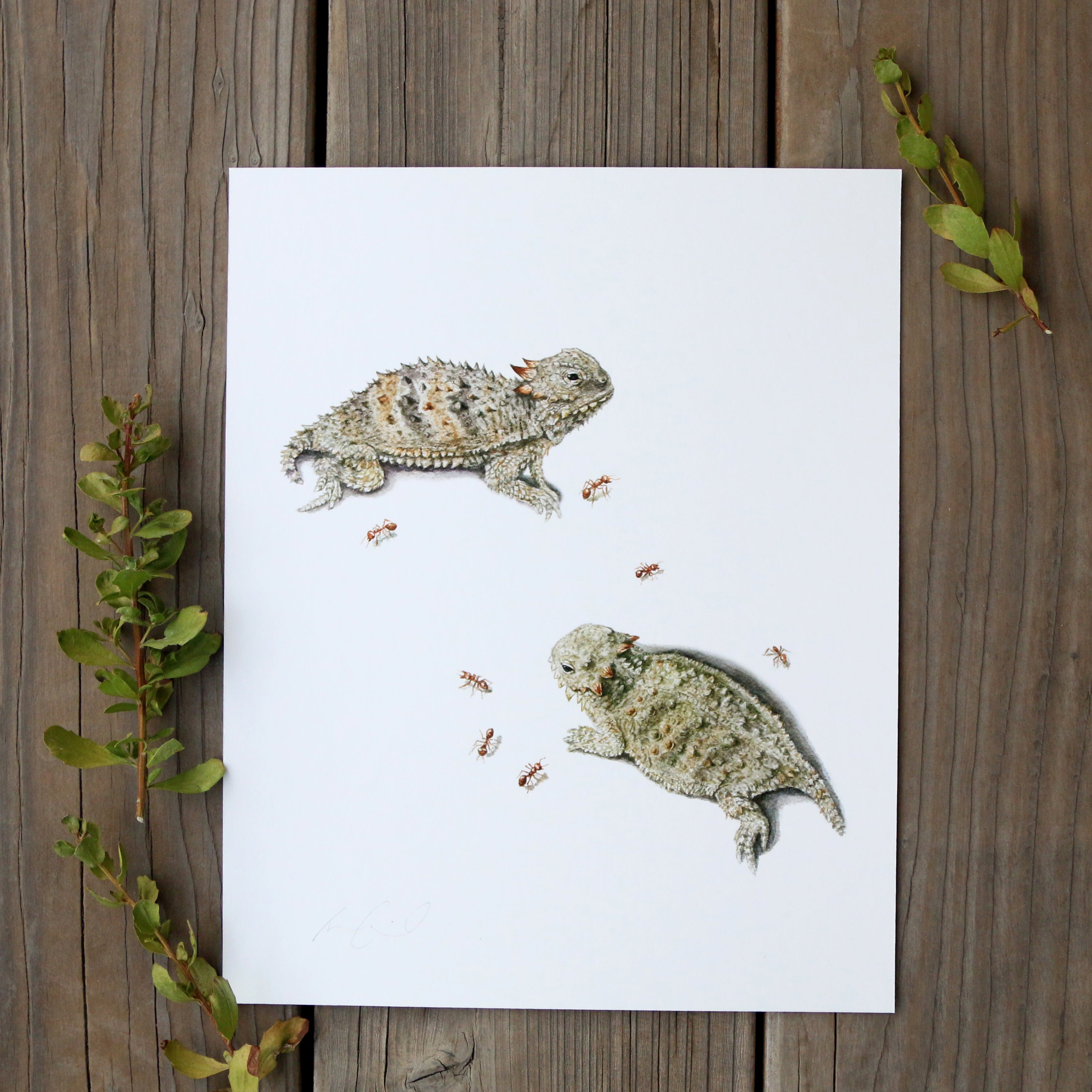 Coast Horned Lizard 8x10 Print - Native California Wildlife, reptile watercolor print