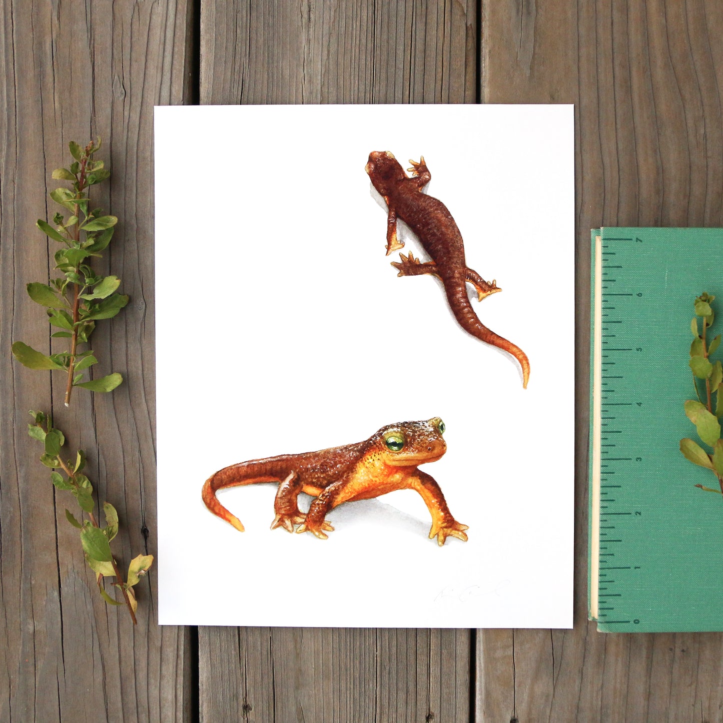 California Newts 8x10 Print - Native California Wildlife, Salamander watercolor print