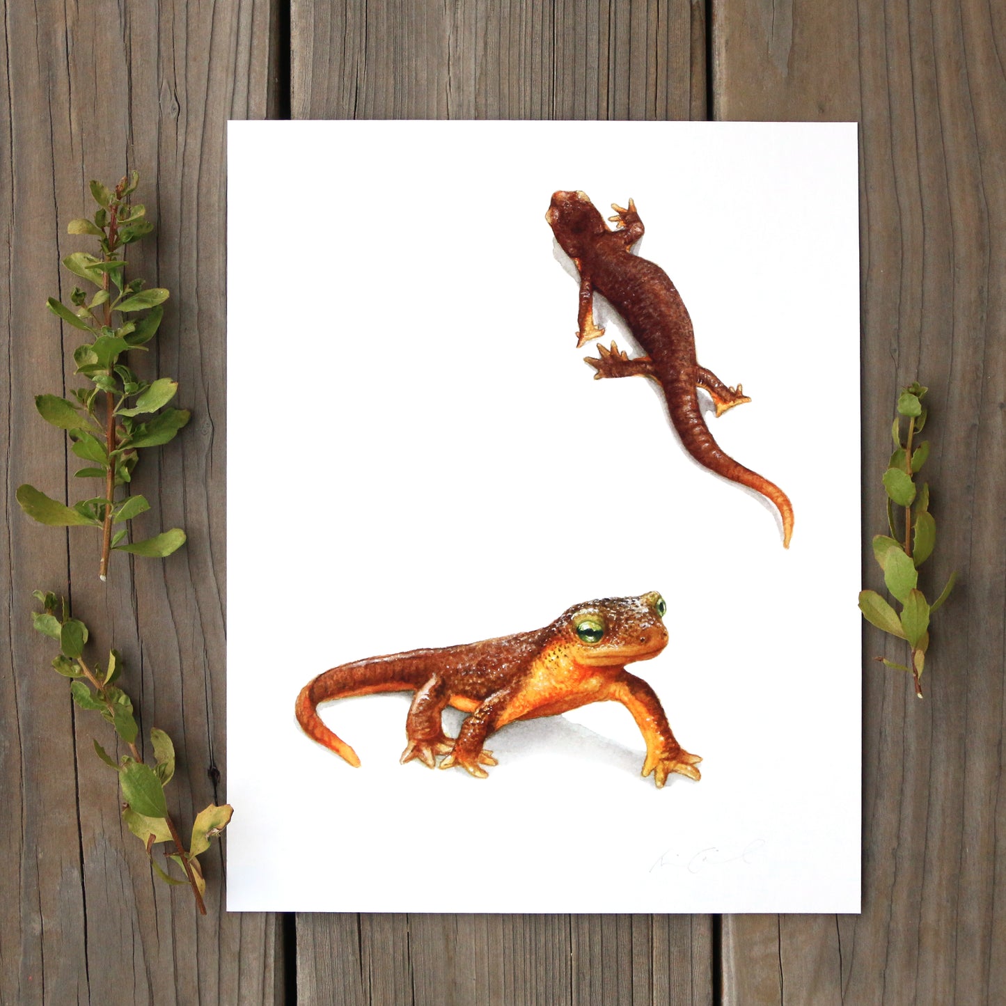 California Newts 8x10 Print - Native California Wildlife, Salamander watercolor print