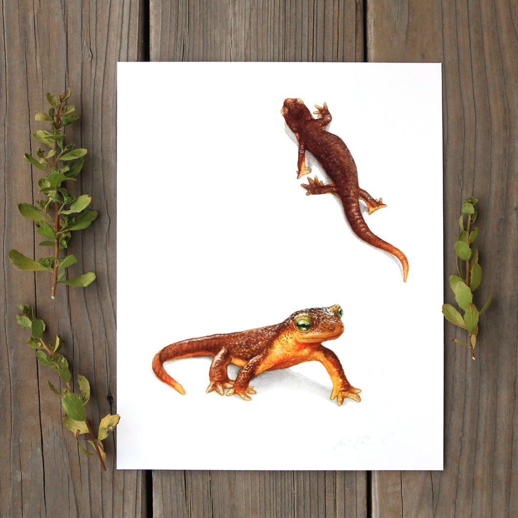 California Newts 8x10 Print - Native California Wildlife, Salamander watercolor print, Herping Gift