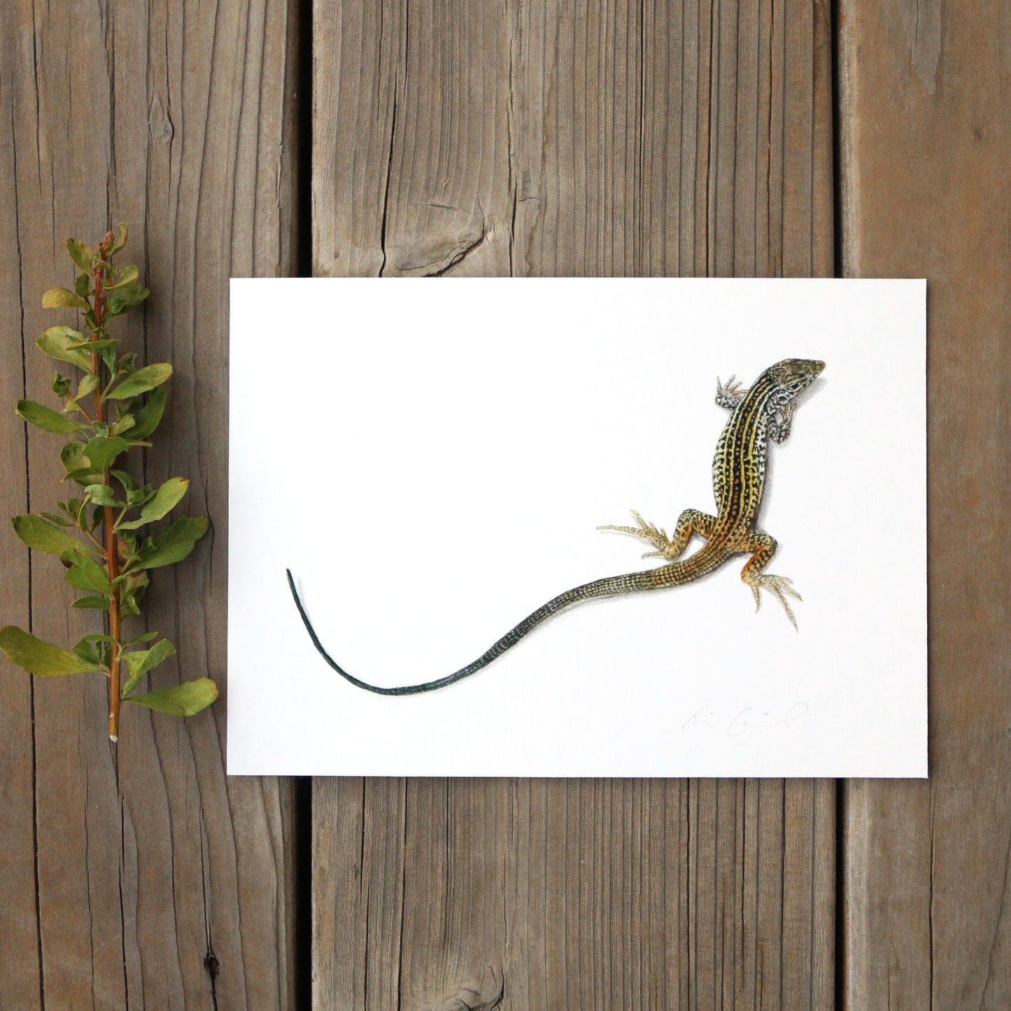 California Whiptail Lizard 5x7 Print - Native California Wildlife