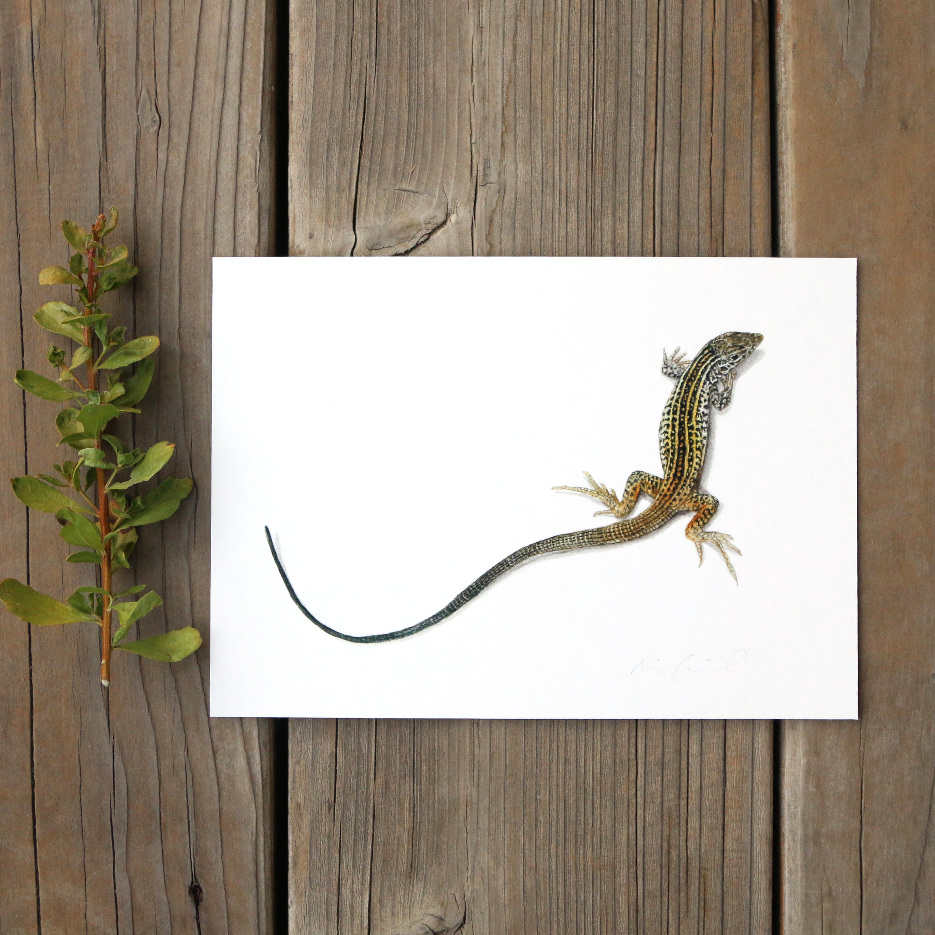 California Whiptail Lizard 5x7 Print - Native California Wildlife