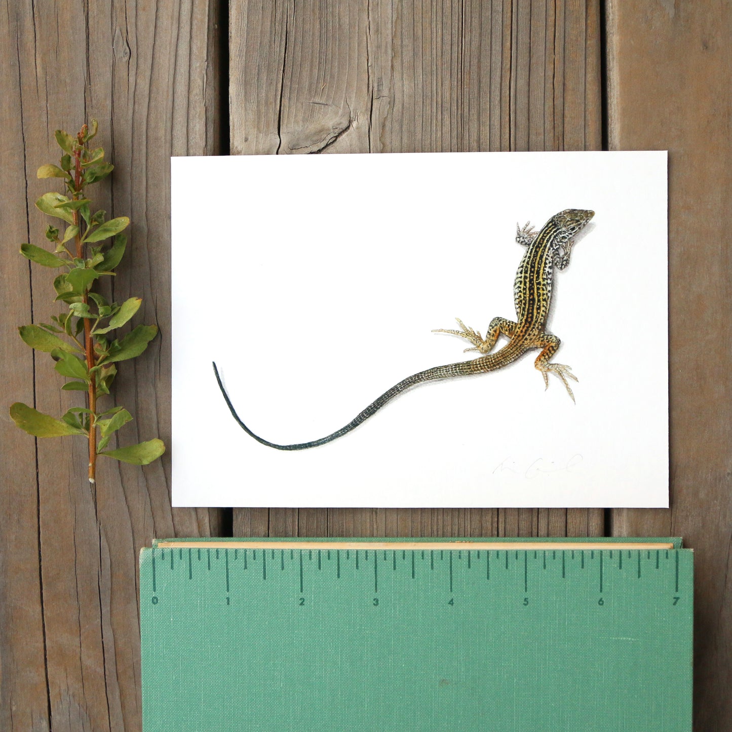 California Whiptail Lizard 5x7 Print - Native California Wildlife