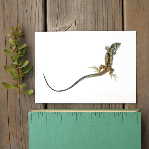 Load image 1 in gallery view. California Whiptail Lizard 5x7 Print - Native California Wildlife