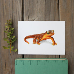 California Newt 5x7 Print - Native California Wildlife, Watercolor print, Newt Print, Herping Gift, Herper Gift, Salamander Gift