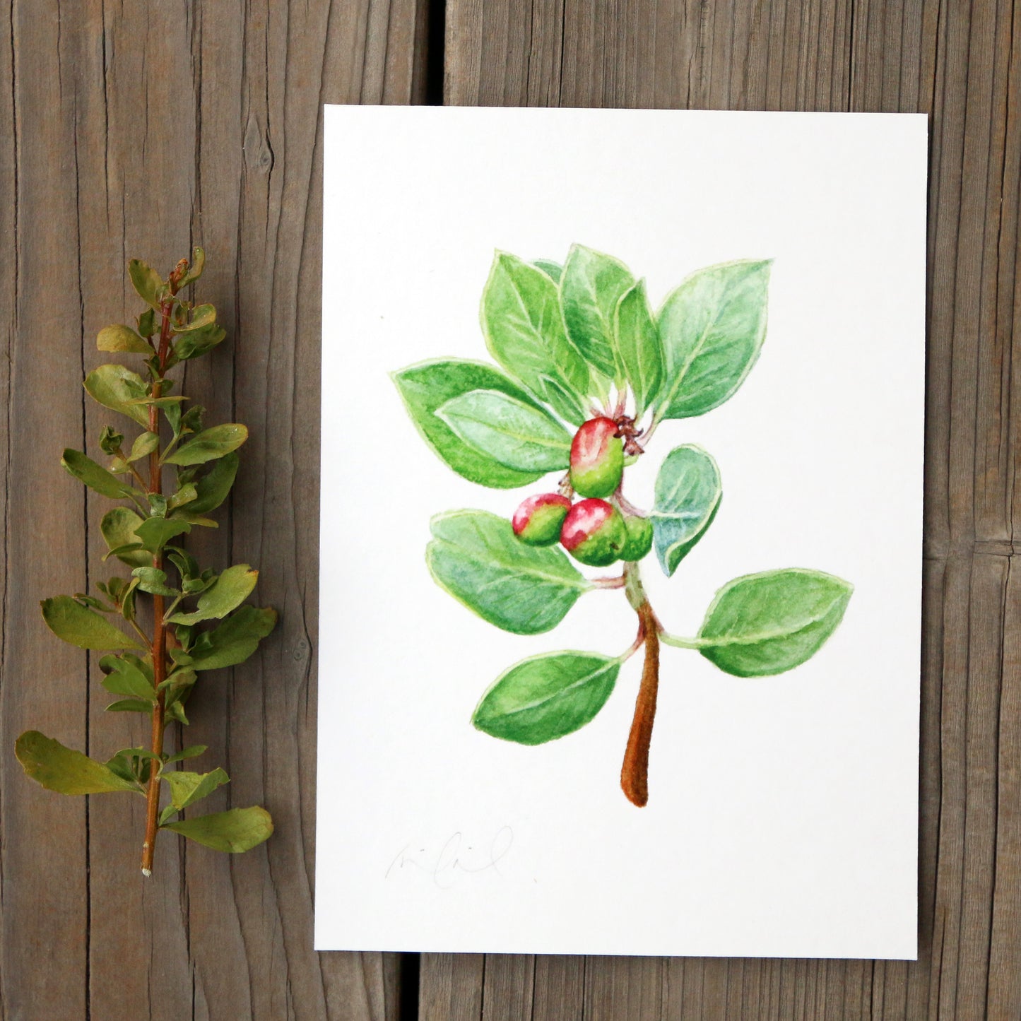 Big Berry Manzanita 5x7 Print - Native California Wildflower, Chaparral Plant