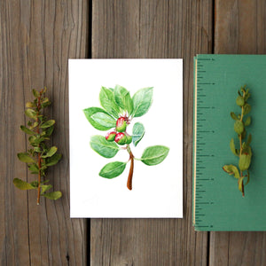 Big Berry Manzanita 5x7 Print - Native California Wildflower, Watercolor Print, Native Flora, Shrub Art Print, Chaparral Plant