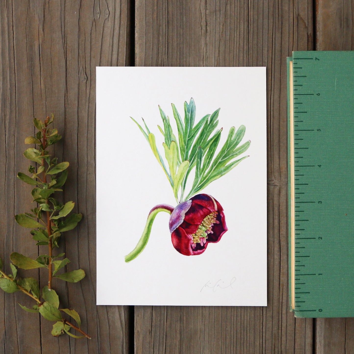 California Peony 5x7 Print - Native California Wildflower, Chaparral Wildflower
