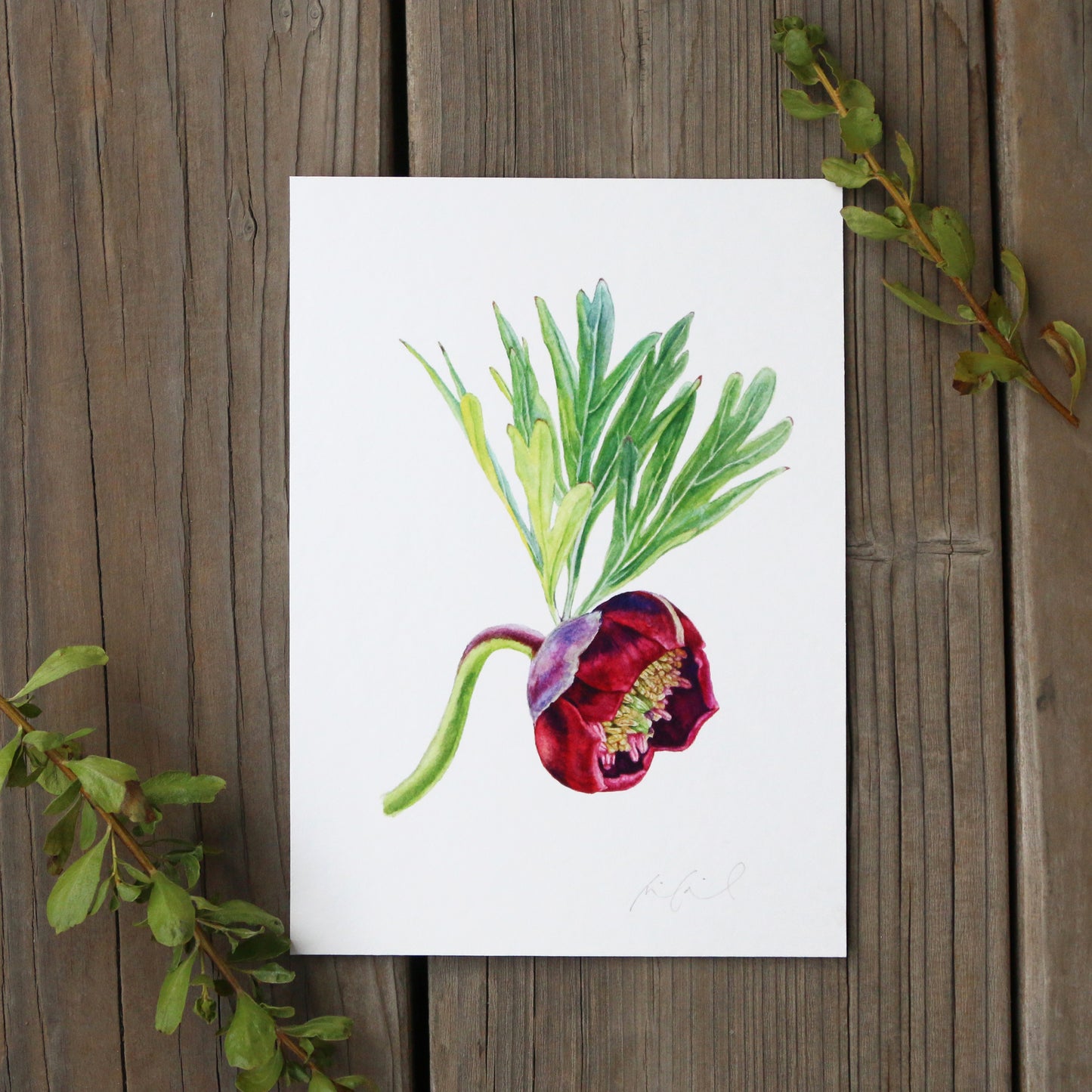 California Peony 5x7 Print - Native California Wildflower, Chaparral Wildflower