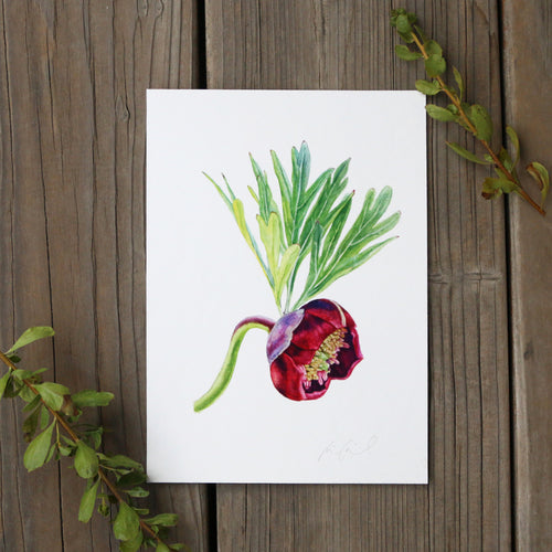 Load image 1 in gallery view. California Peony 5x7 Print - Native California Wildflower, Chaparral Wildflower