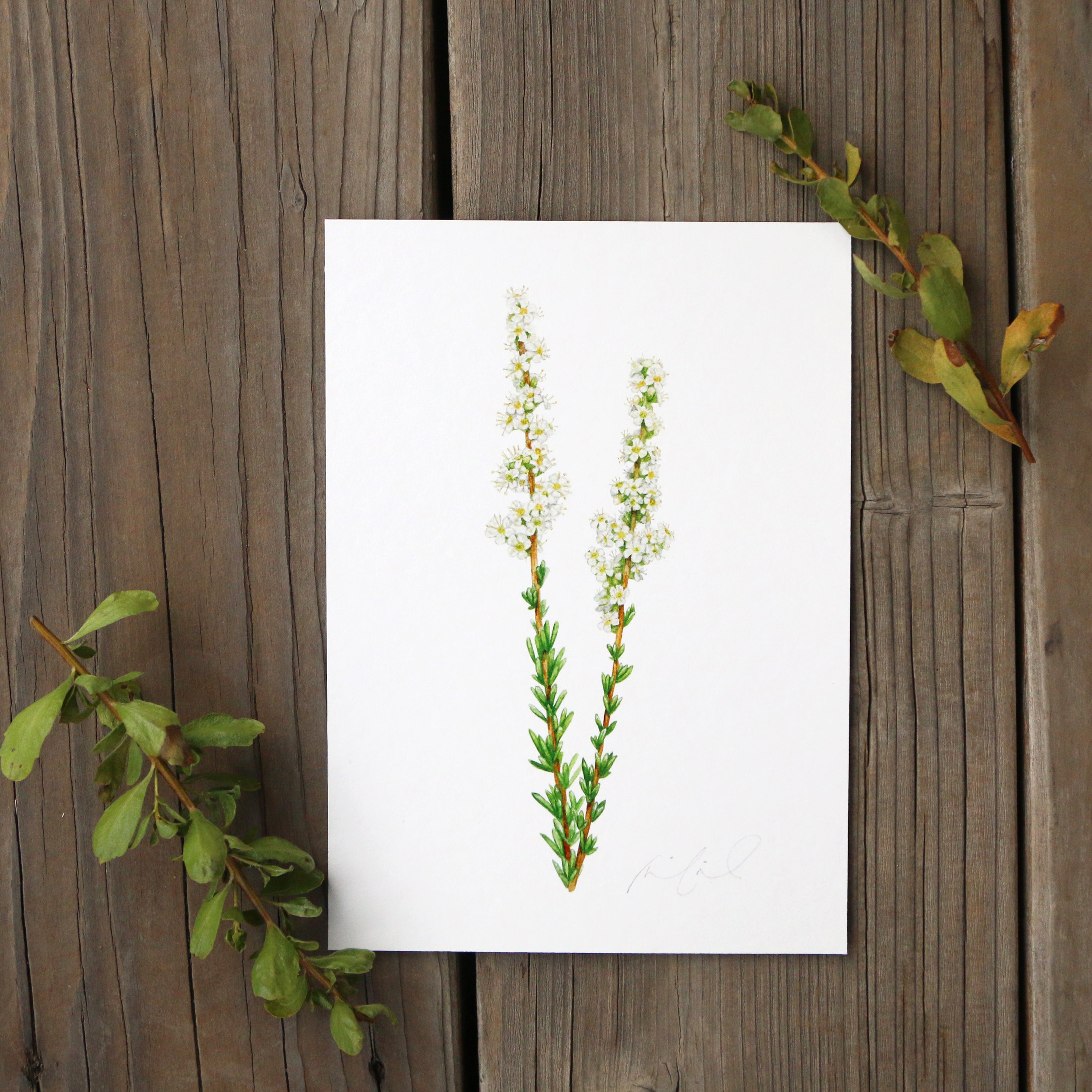 Chamise 5x7 Print - Native California Wildflower, Chaparral Wildflower
