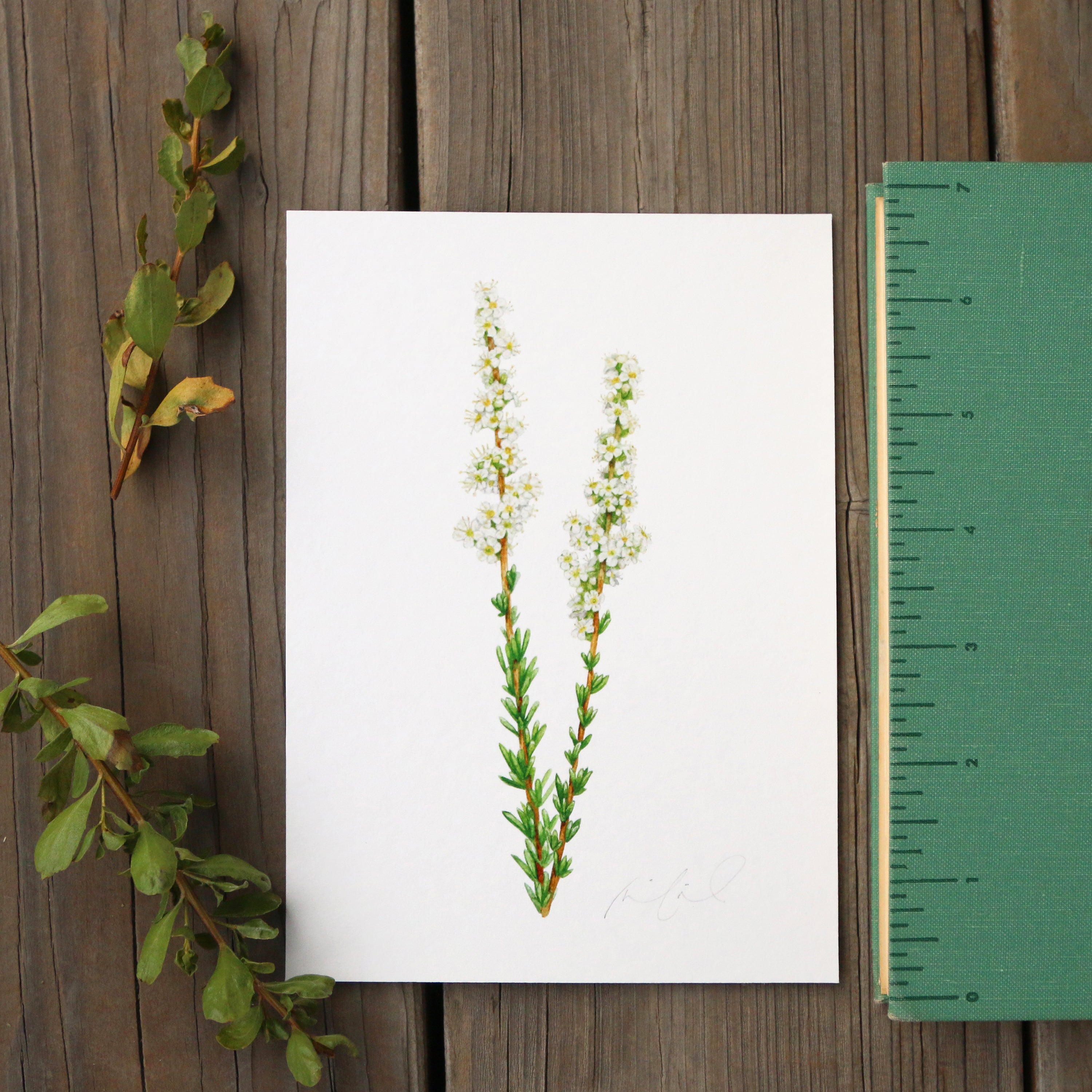 Chamise 5x7 Print - Native California Wildflower, Chaparral Wildflower