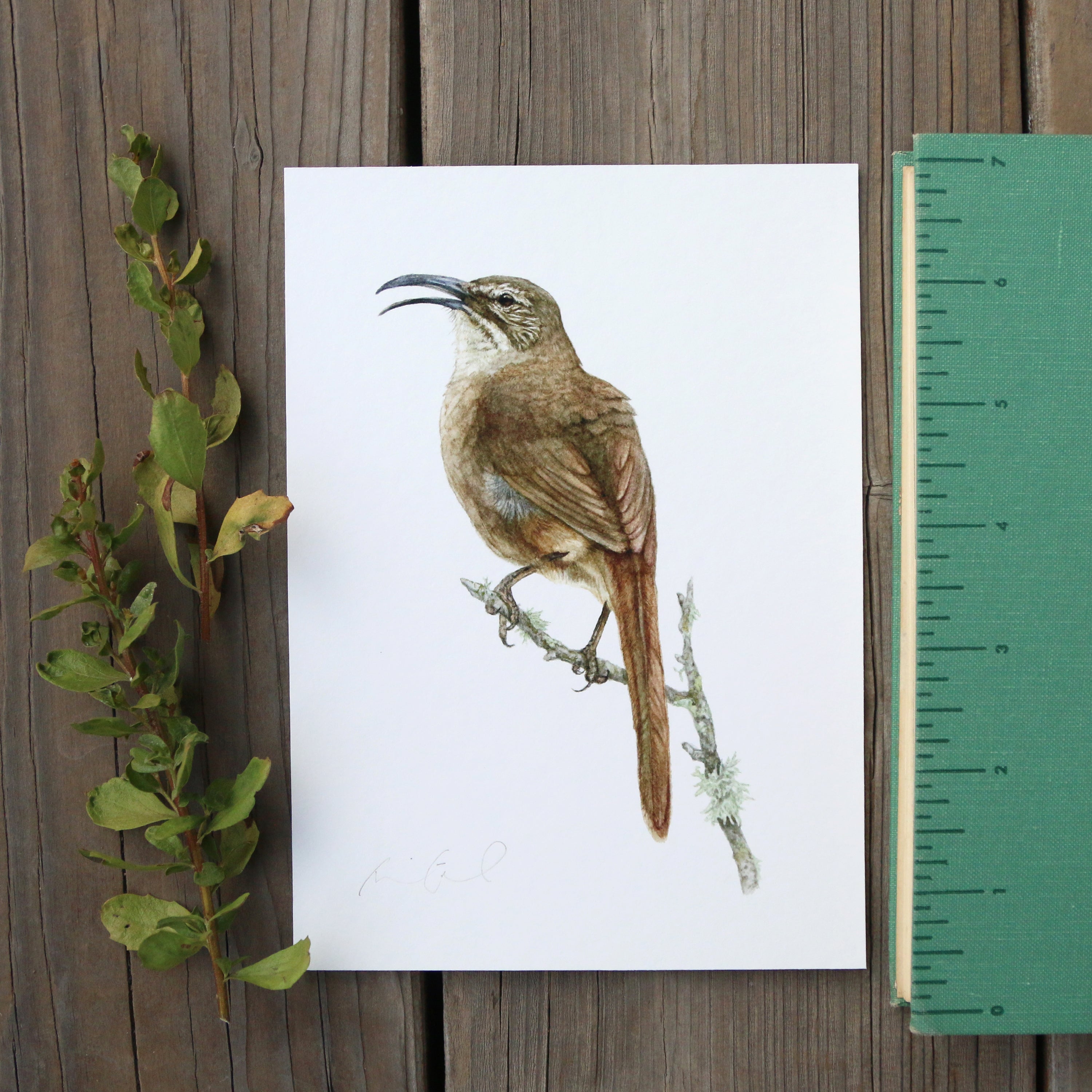 California Thrasher 5x7 Print - Native California Wildlife