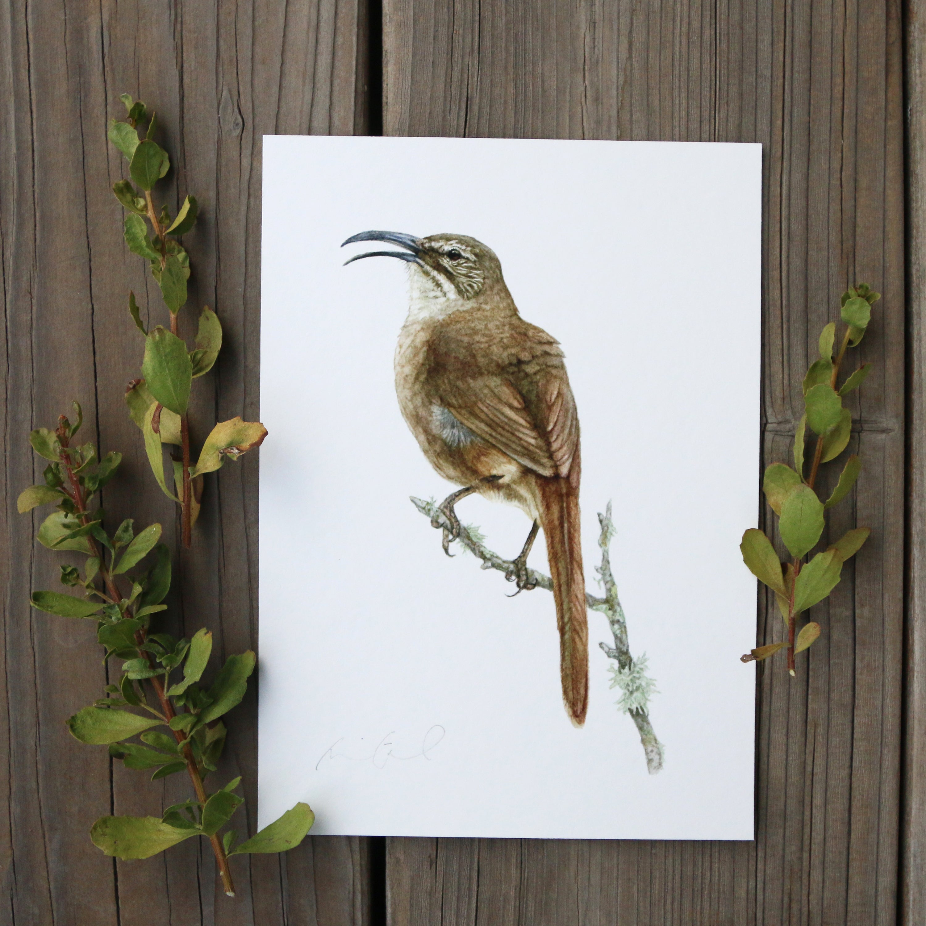 California Thrasher 5x7 Print - Native California Wildlife