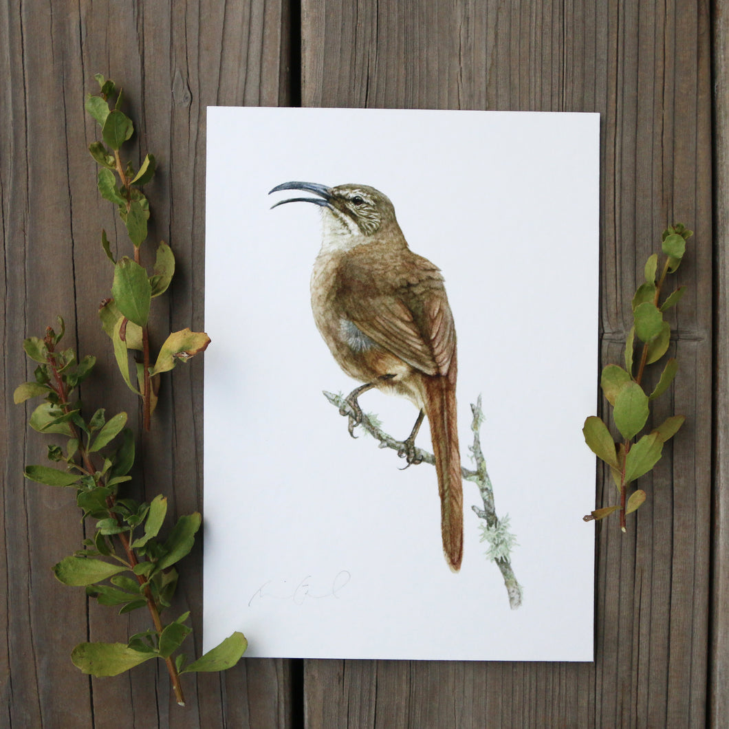 California Thrasher 5x7 Print - Native California Wildlife, Watercolor print, Bird Print, Birding Gift, Birdwatcher Gift