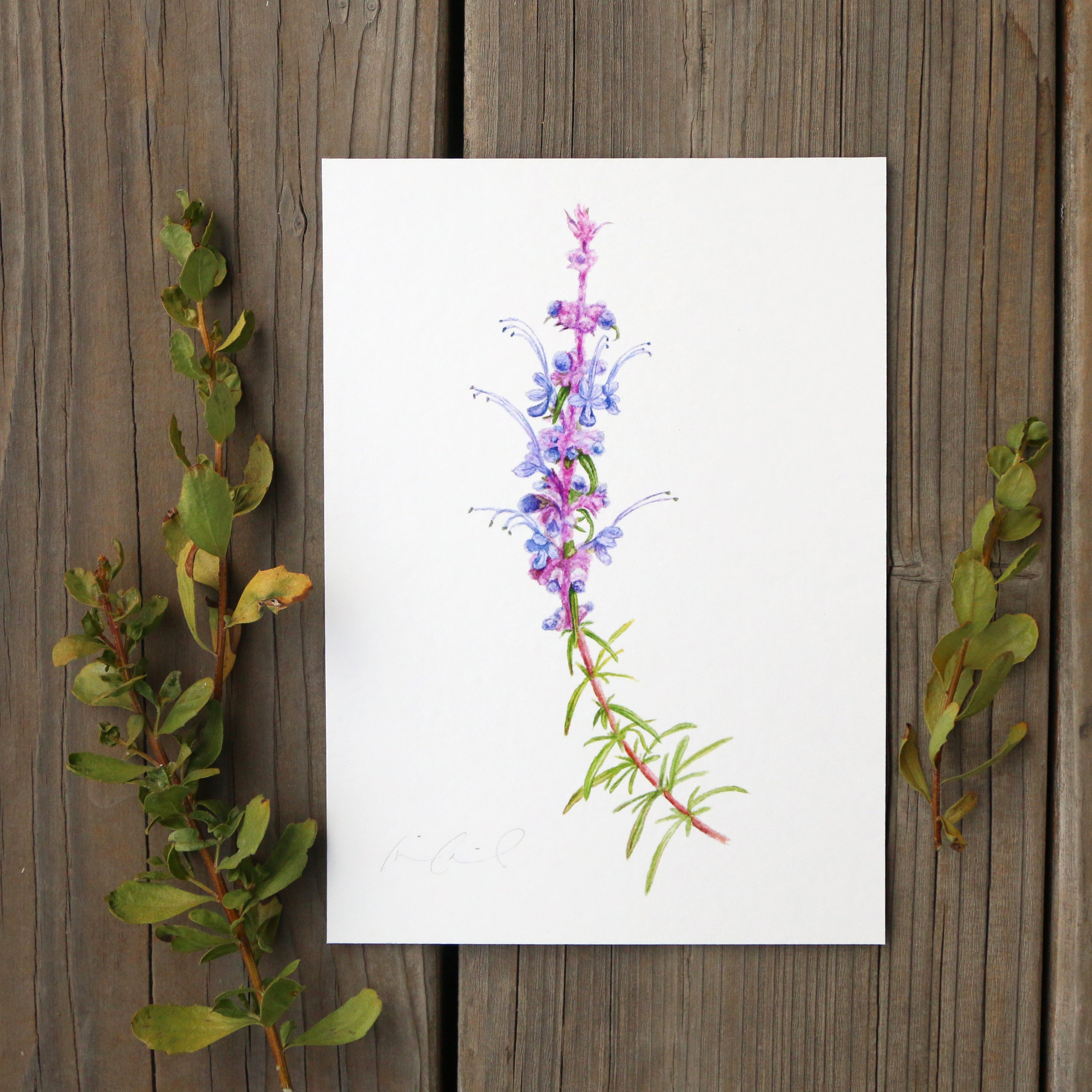 Woolly Blue Curls 5x7 Print - Native California Wildflower, Chaparral Wildflower