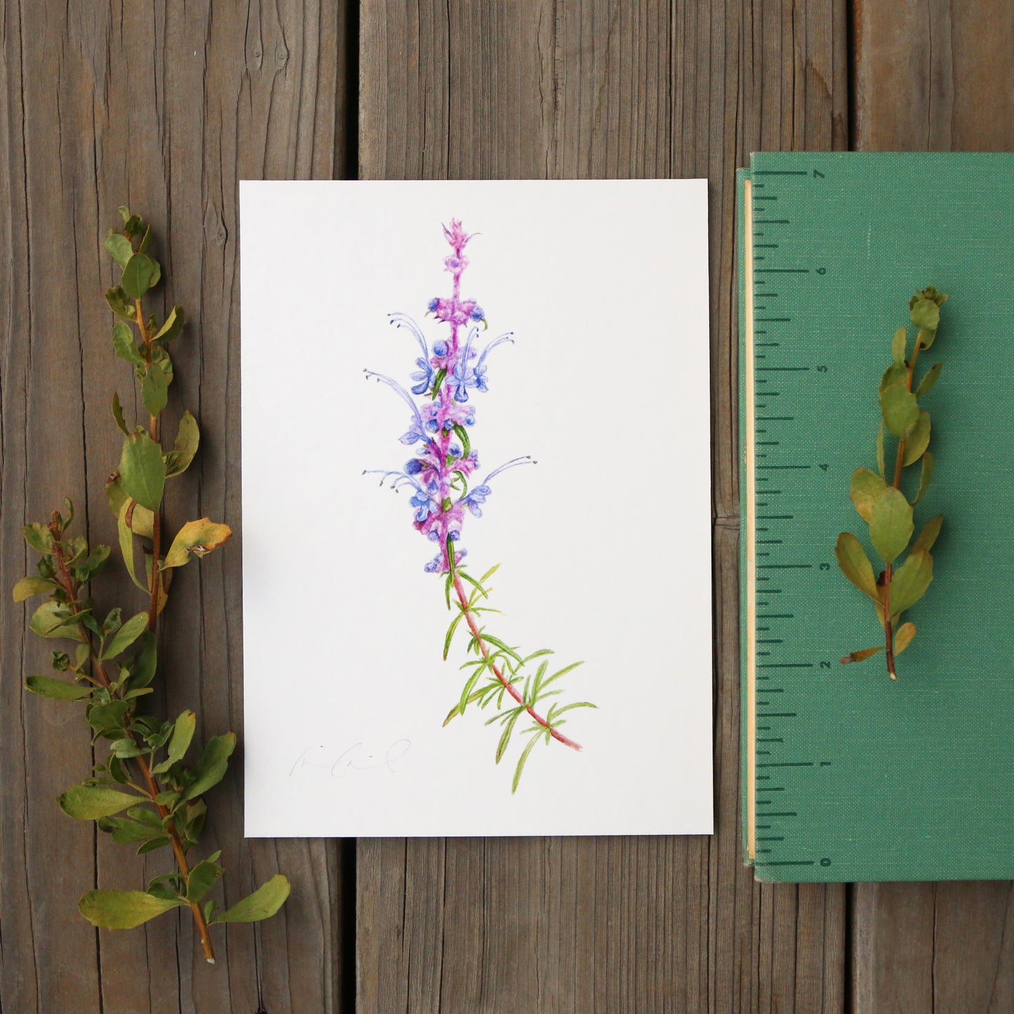 Woolly Blue Curls 5x7 Print - Native California Wildflower, Chaparral Wildflower