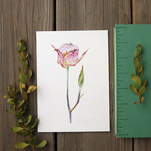 Late Blooming Mariposa Lily 5x7 Print - Native California Wildflower, Watercolor Print, Native Flora, Flower Art Print, Chaparral Wildflower, Calochortus
