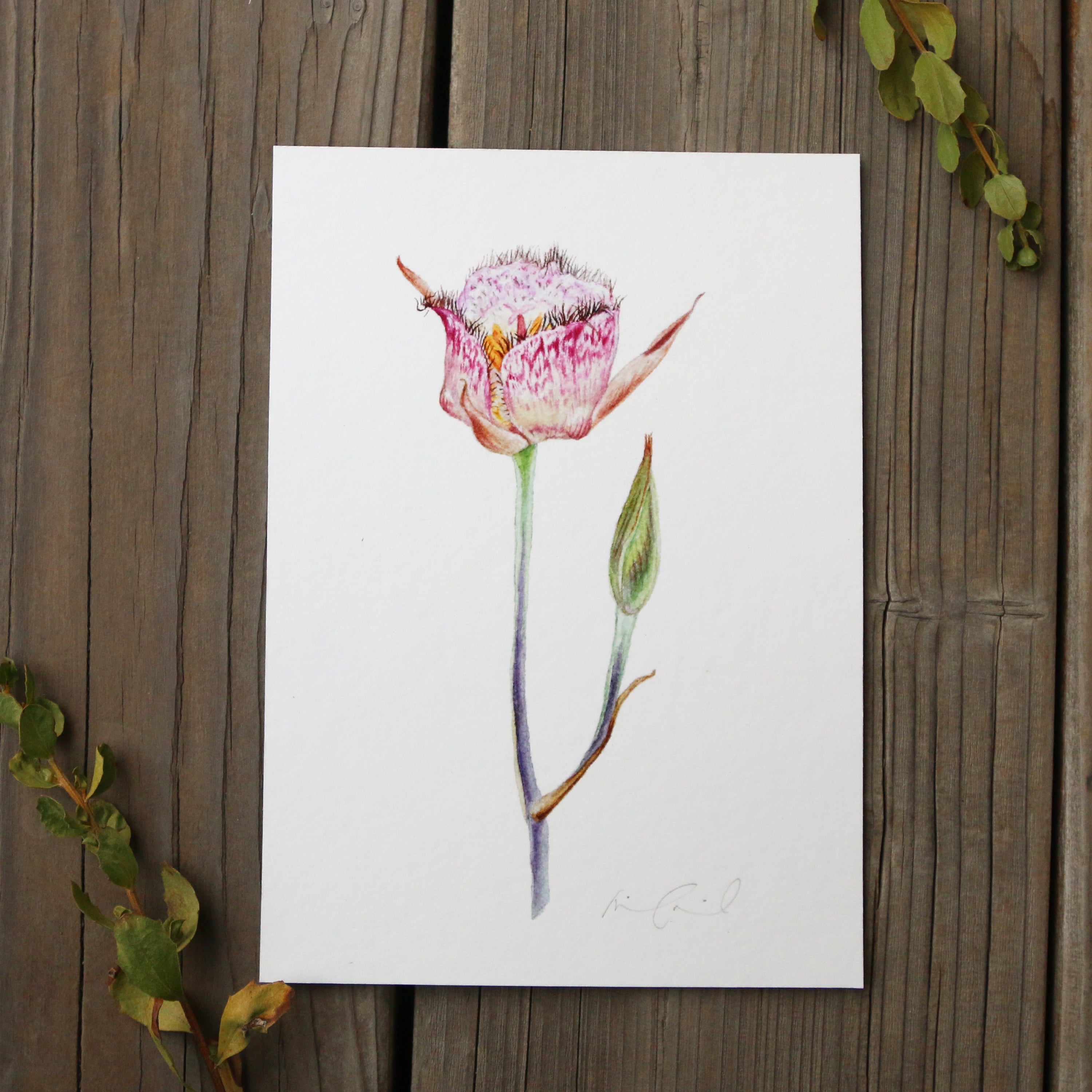 Late Blooming Mariposa Lily 5x7 Print - Native California Wildflower, Chaparral Wildflower, Calochortus