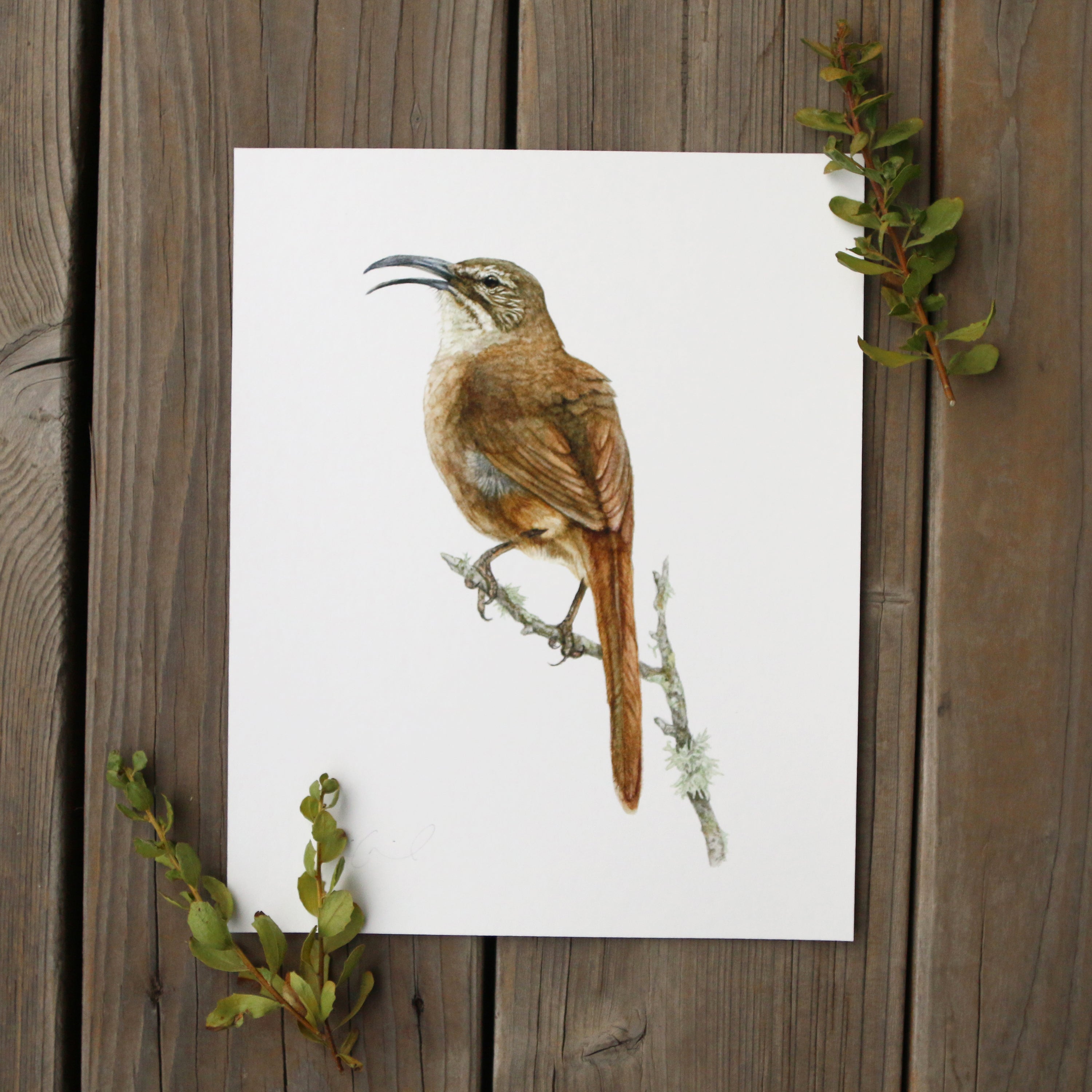 California Thrasher 8x10 Print - Native California Wildlife, Bird Print