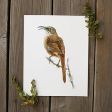 California Thrasher 8x10 Print - Native California Wildlife, Bird Print, Birder gift