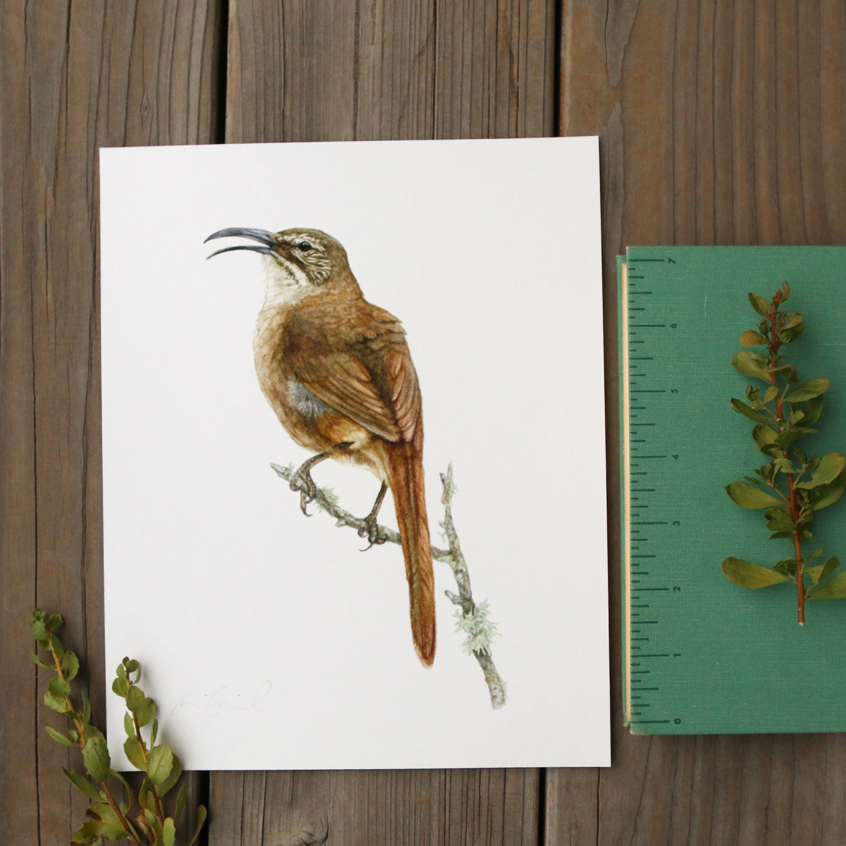 California Thrasher 8x10 Print - Native California Wildlife, Bird Print