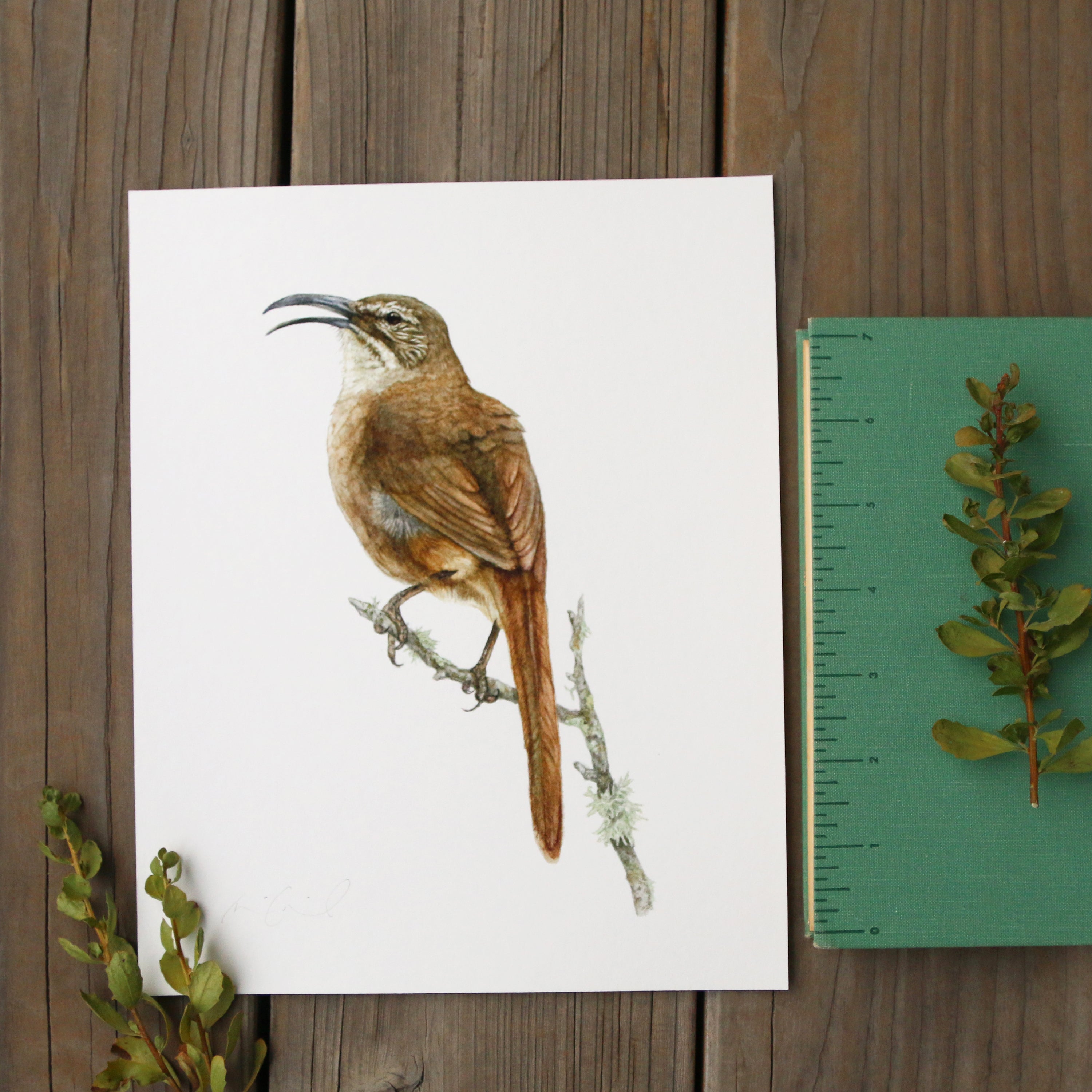 California Thrasher 8x10 Print - Native California Wildlife, Bird Print