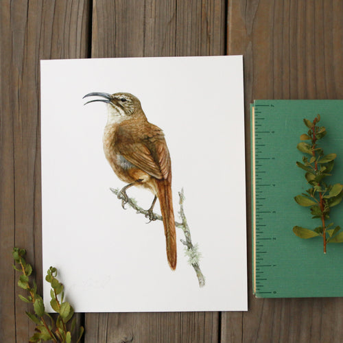 Load image 1 in gallery view. California Thrasher 8x10 Print - Native California Wildlife, Bird Print