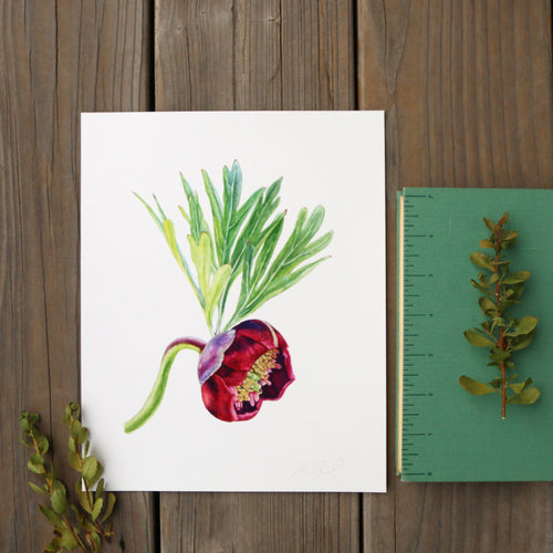Load image 1 in gallery view. California Peony 8x10 Print - Native California Peony, Wildflower Print, Chaparral Print