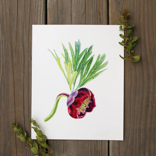 Load image 1 in gallery view. California Peony 8x10 Print - Native California Peony, Wildflower Print, Chaparral Print