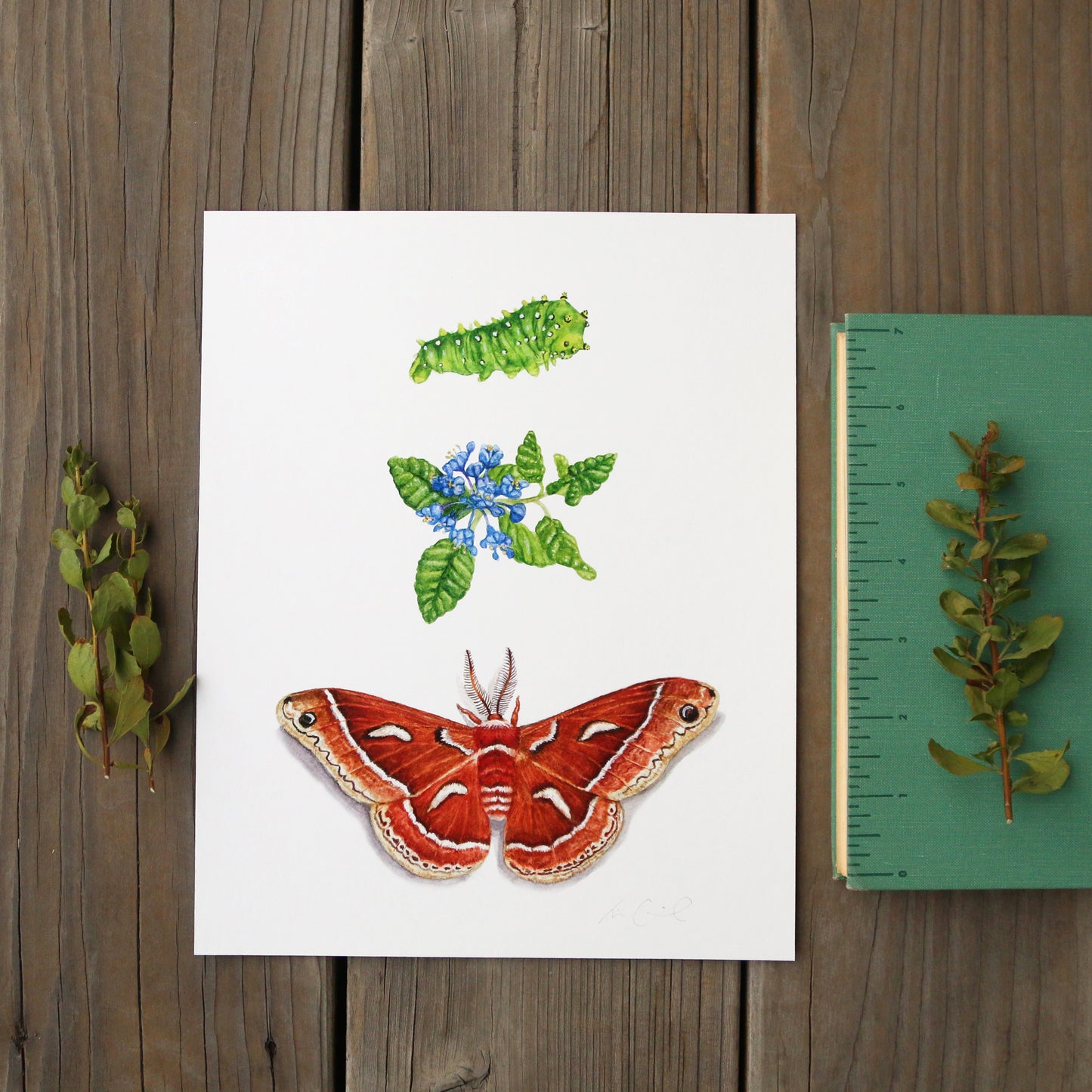 Ceanothus Silk Moth 8x10 Print - Nature Print, Moth Print, Chaparral Print