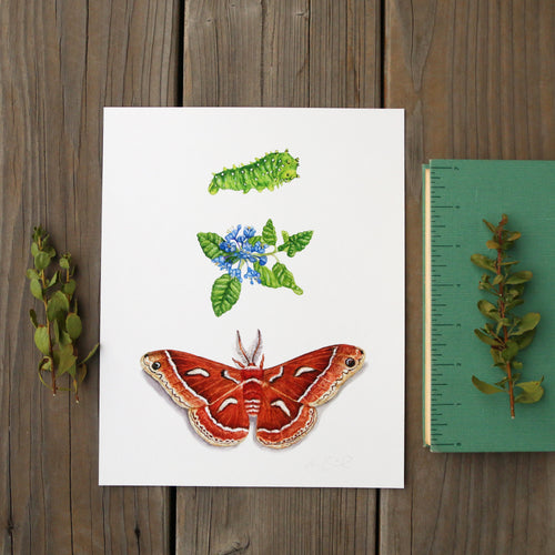Load image 1 in gallery view. Ceanothus Silk Moth 8x10 Print - Nature Print, Moth Print, Chaparral Print