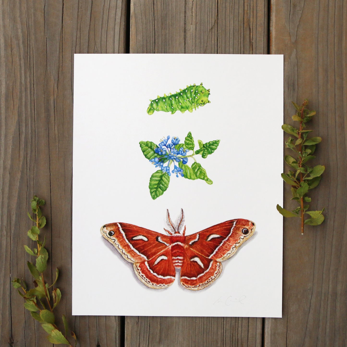 Ceanothus Silk Moth 8x10 Print - Nature Print, Moth Print, Chaparral Print