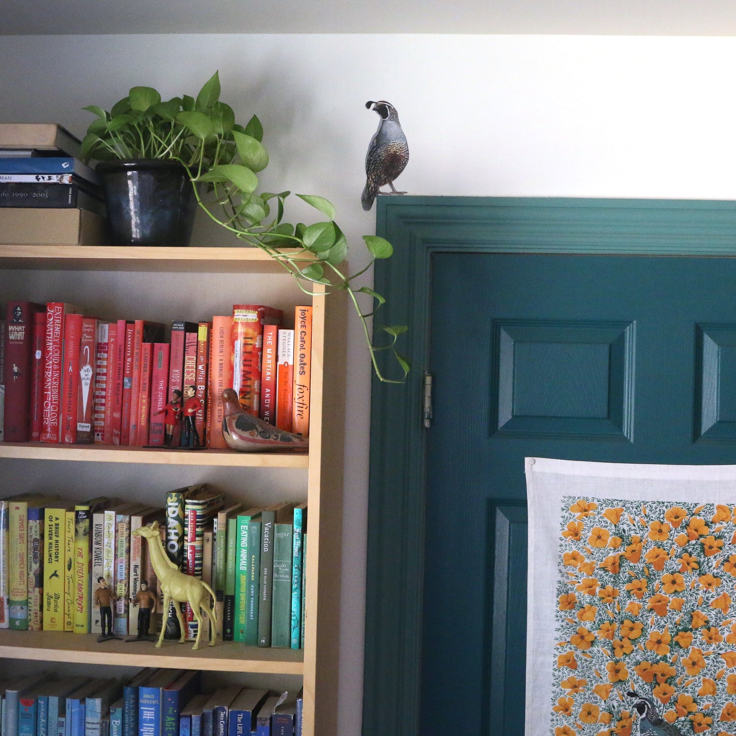 Zoomed out image of male quail showing its size in the room.