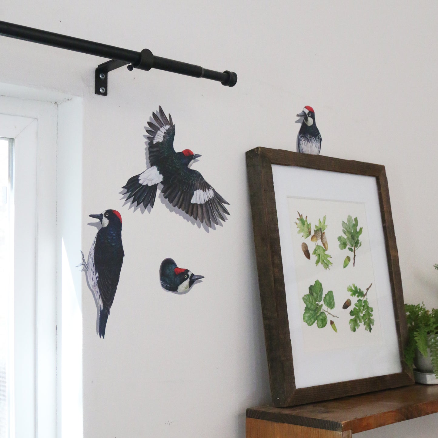 Acorn Woodpecker Wall Decals