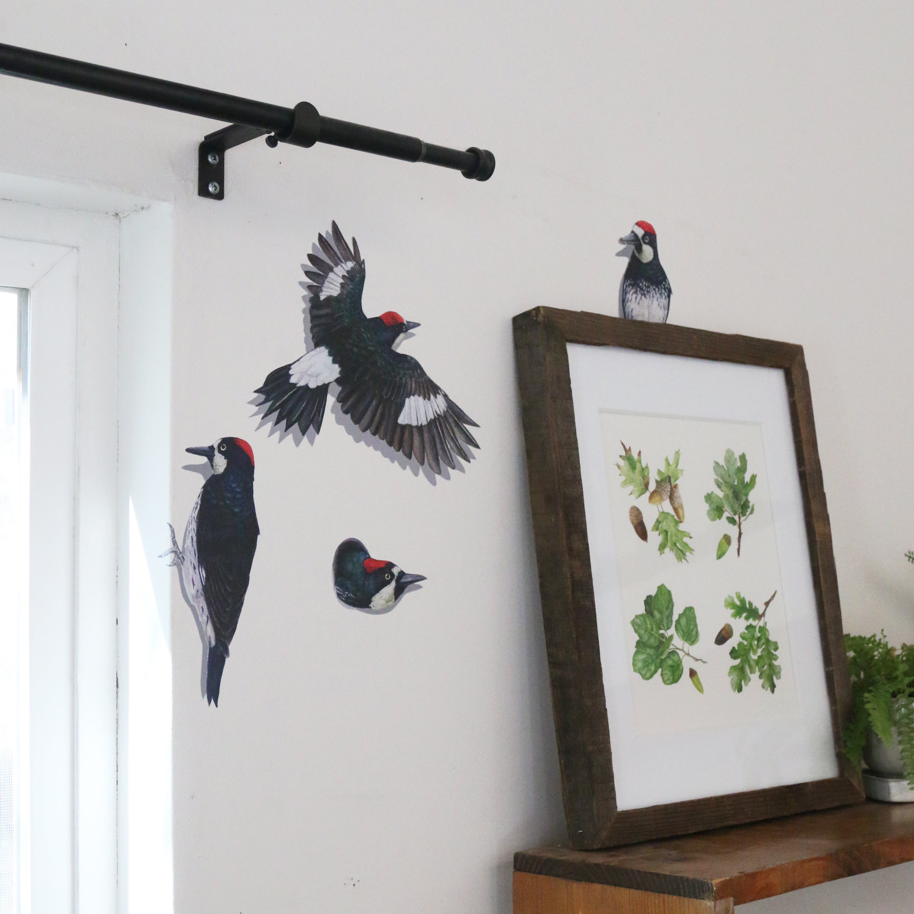 Acorn Woodpecker Wall Decals