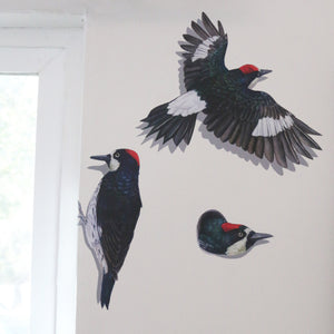 Acorn Woodpecker Wall Decals