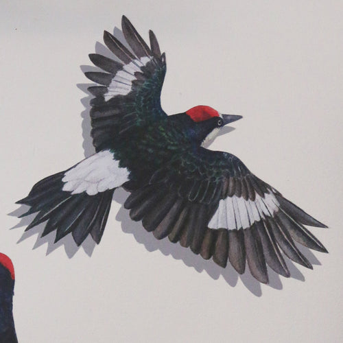 *Seconds Sale*- Flying Acorn Woodpecker Wall Decal