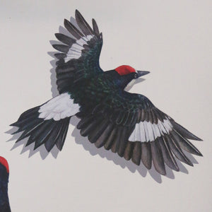 *Seconds Sale*- Flying Acorn Woodpecker Wall Decal