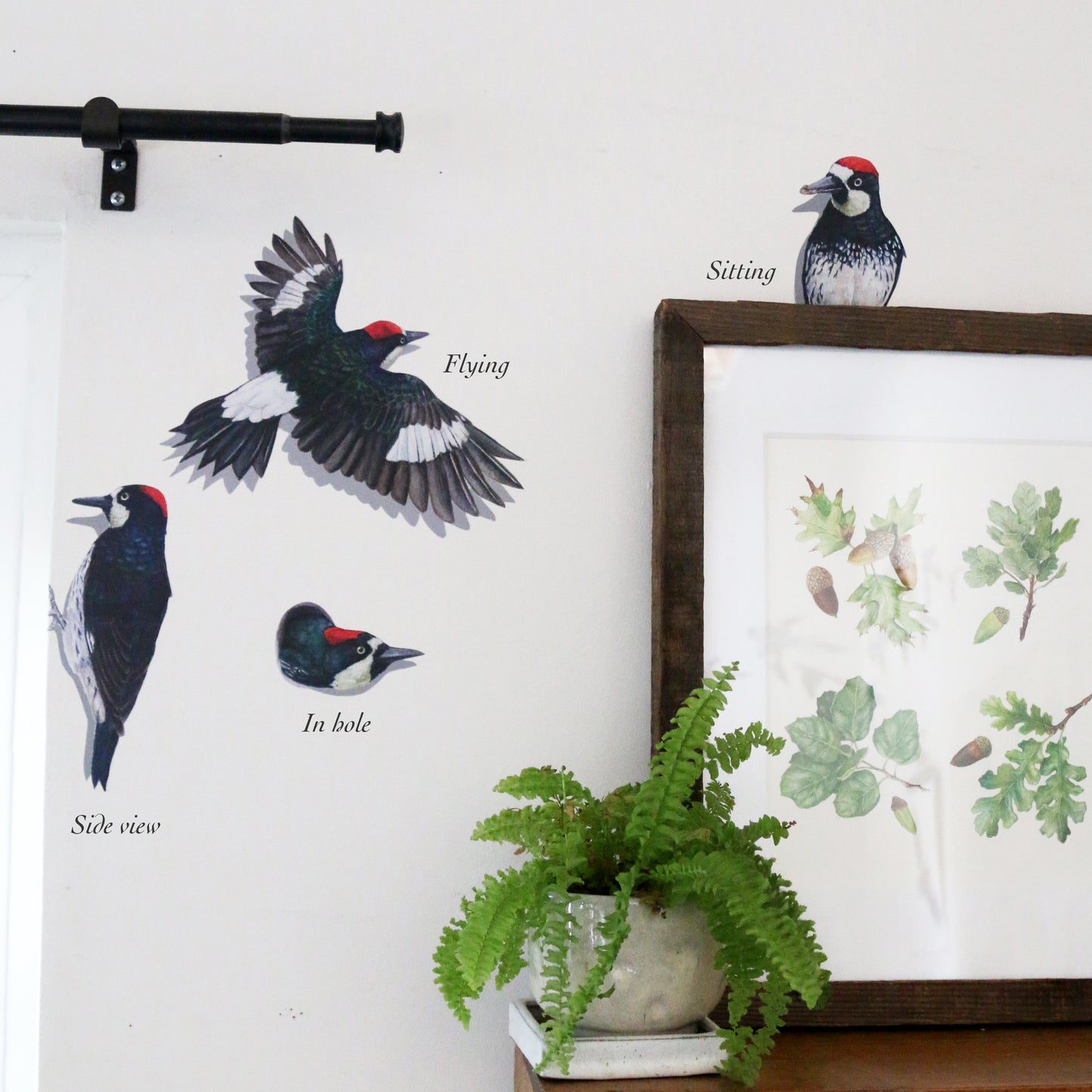 Group of woodpeckers with variation labels 