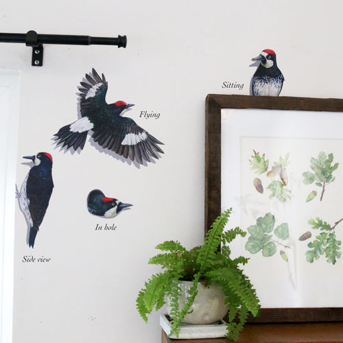 Load image 1 in gallery view. Group of woodpeckers with variation labels 