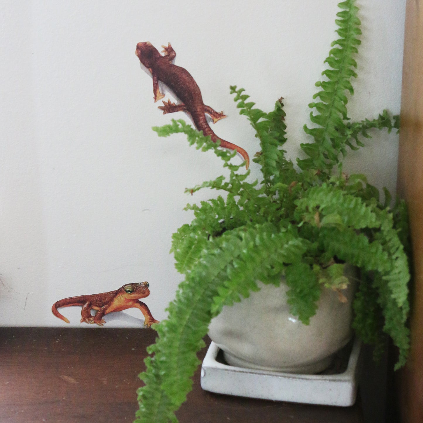 Close up of newts next to potted fern.