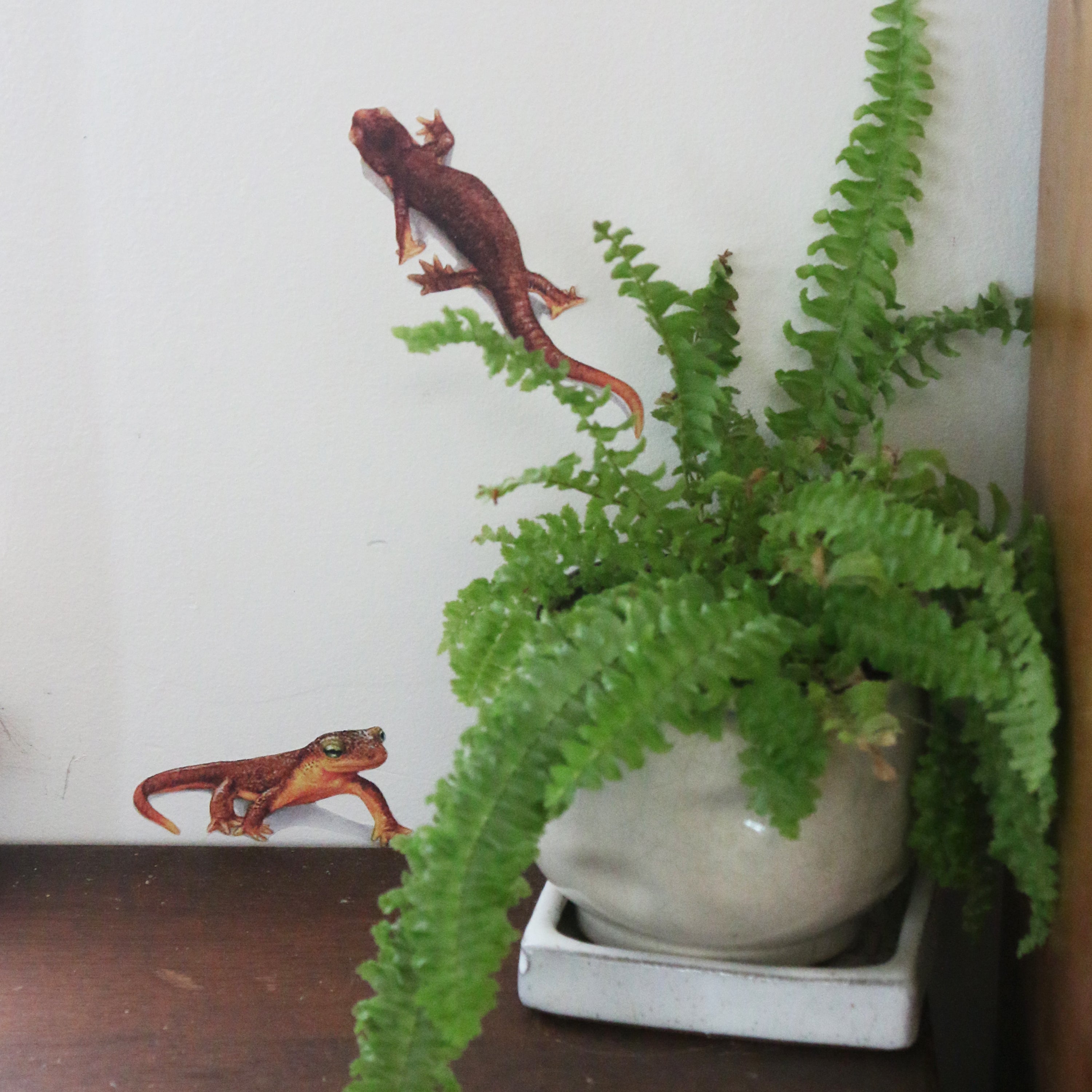 Close up of newts next to potted fern.