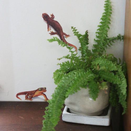 Load image 1 in gallery view. Close up of newts next to potted fern.