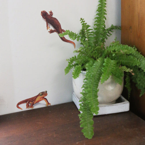 Load image 1 in gallery view. California Newt Wall Decal