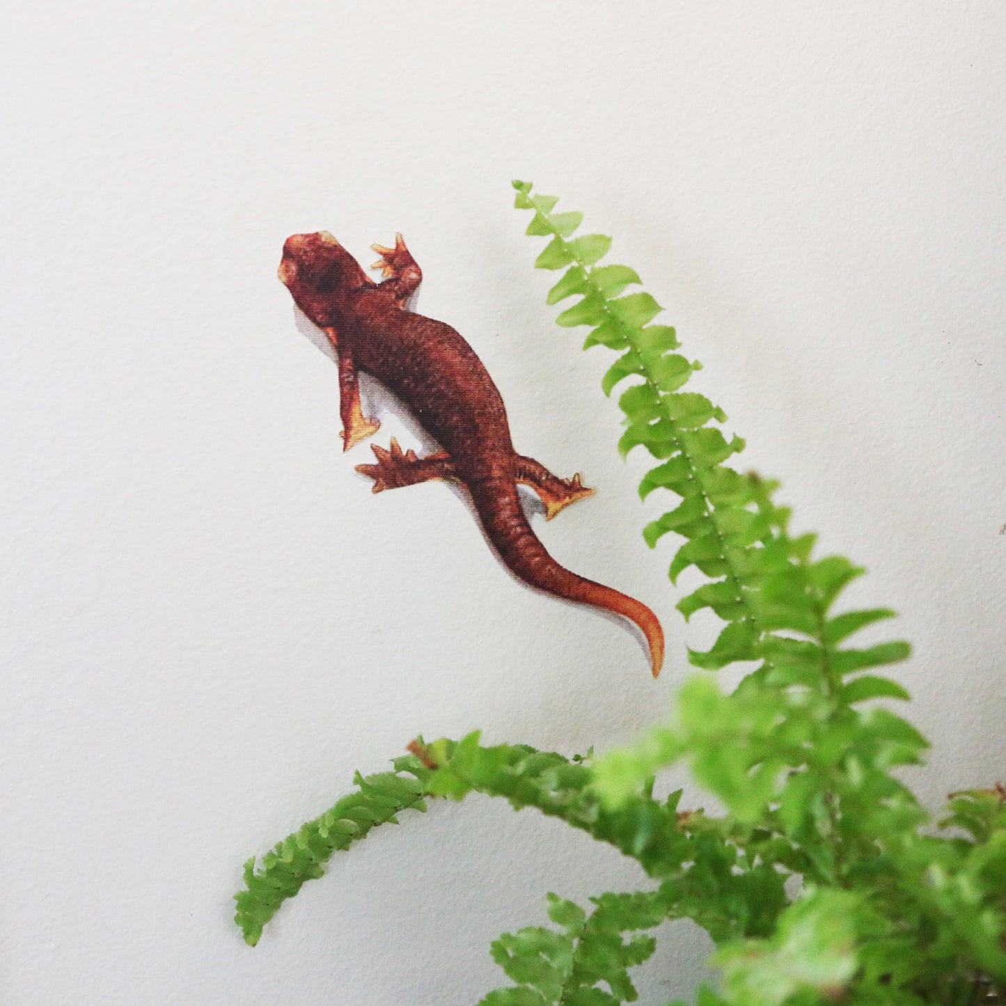 Close up of bird’s eye newt next to fern leaf. 