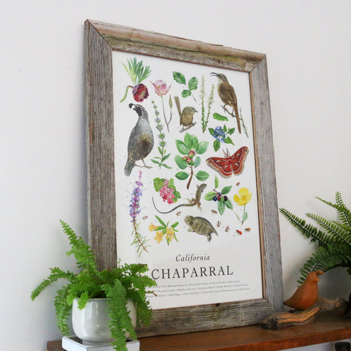 Load image 1 in gallery view. California Chaparral Poster