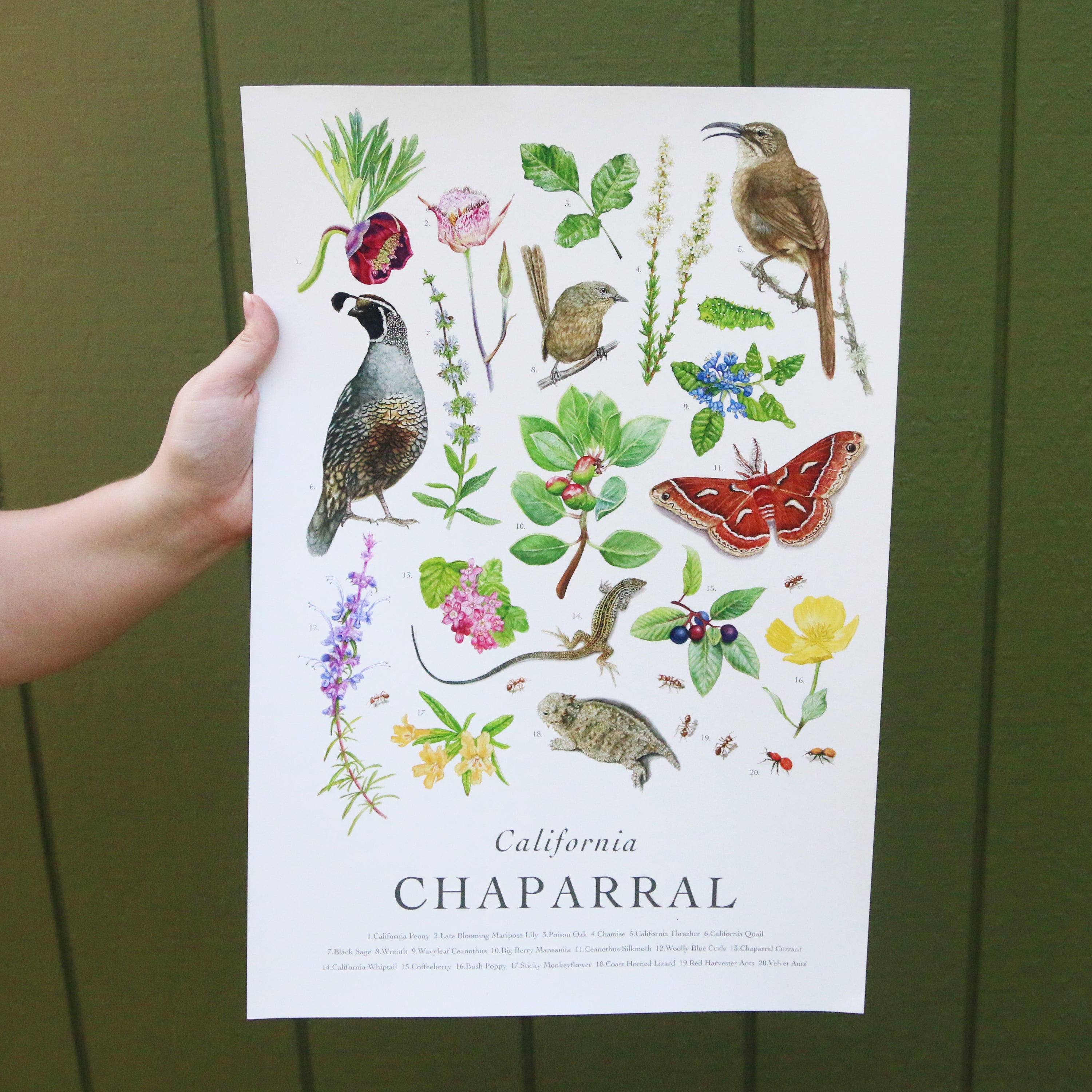 California Chaparral Poster