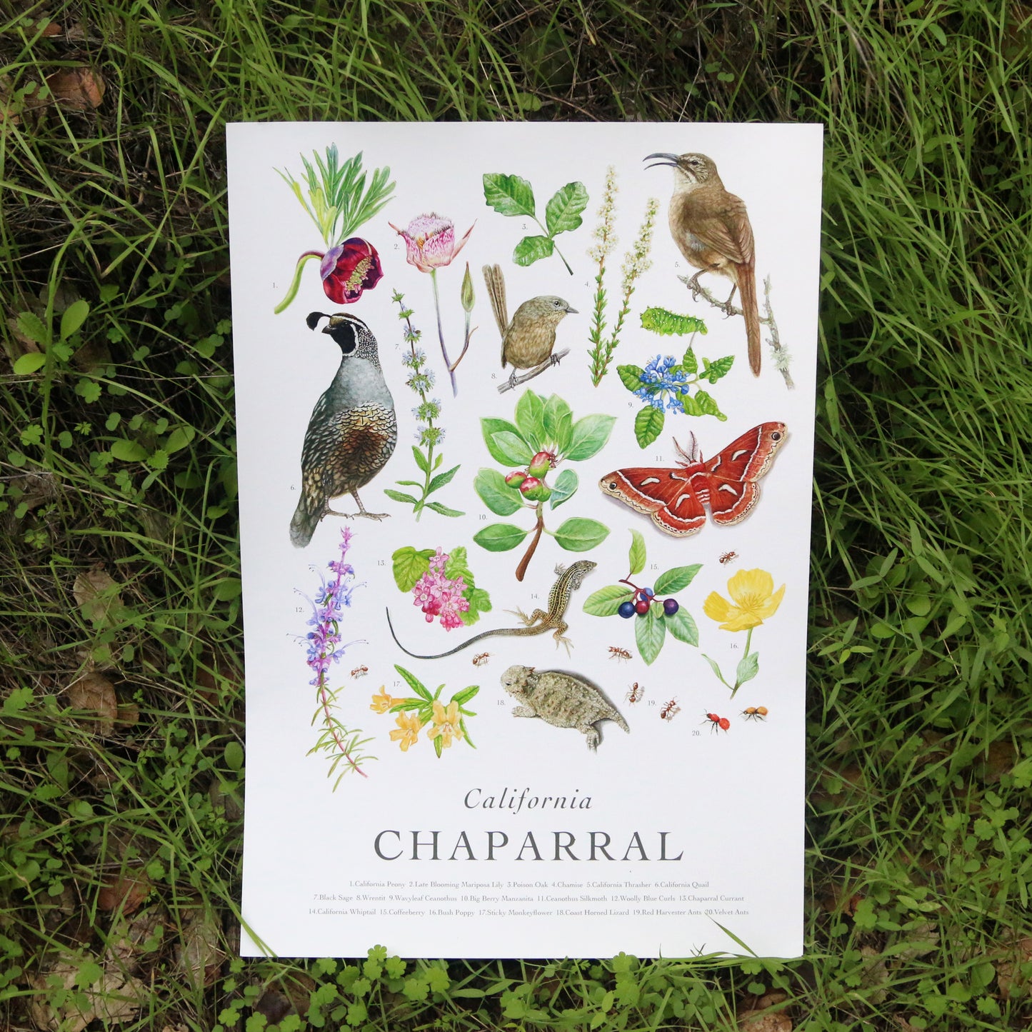 California Chaparral Poster