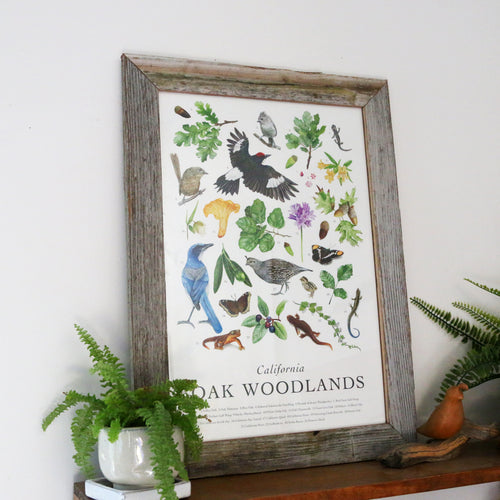 Load image 1 in gallery view. California Oak Woodlands Poster